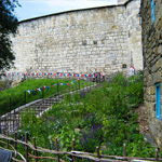 Planting in York